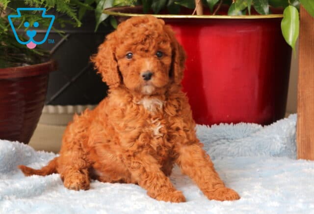 Micky Mini Goldendoodle2 image