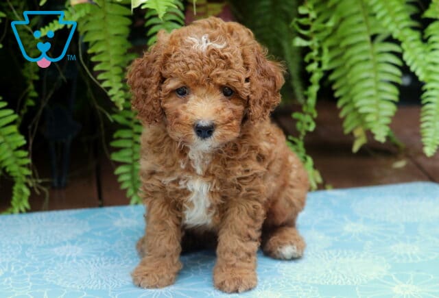 Mighty Cockapoo image