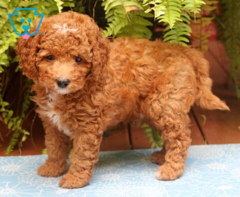 Mighty Cockapoo2