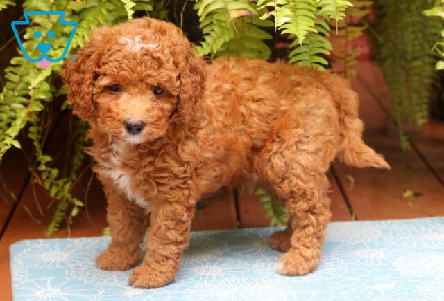 Mighty Cockapoo2 image