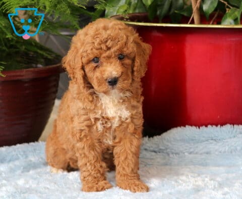Curly apricot Mini Goldendoodle puppy with a small white chest marking sitting on a fluffy blue blanket in front of potted plants.