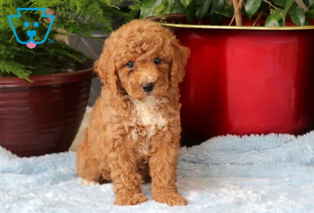 Mighty Mini Goldendoodle image