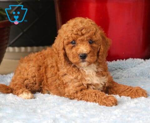 Mighty Mini Goldendoodle2