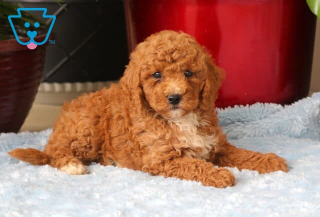 Mighty Mini Goldendoodle2 image