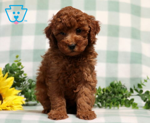 Mighty Mini Poodle