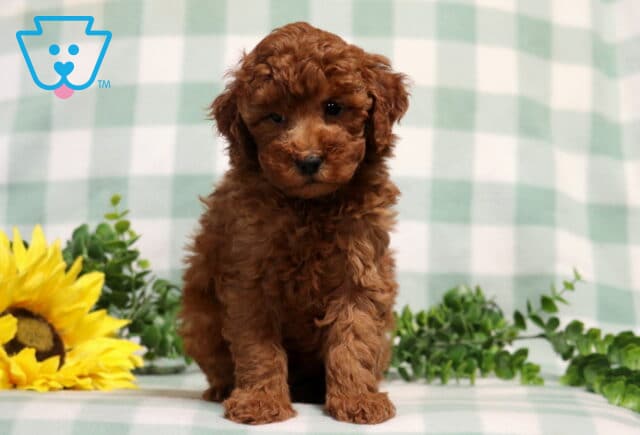 Mighty Mini Poodle image