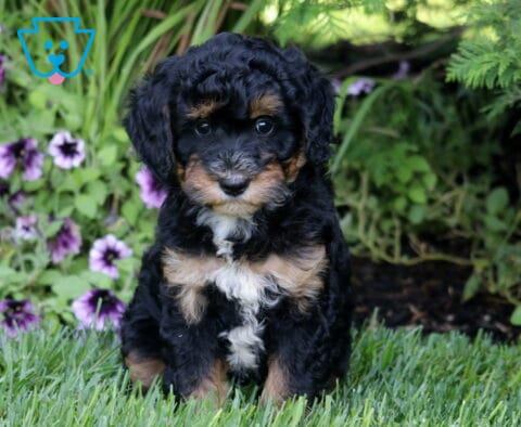 Mika Mini Bernedoodle