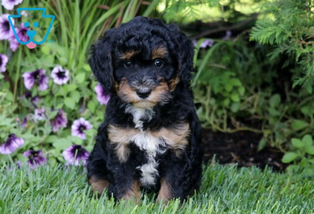 Mika Mini Bernedoodle image
