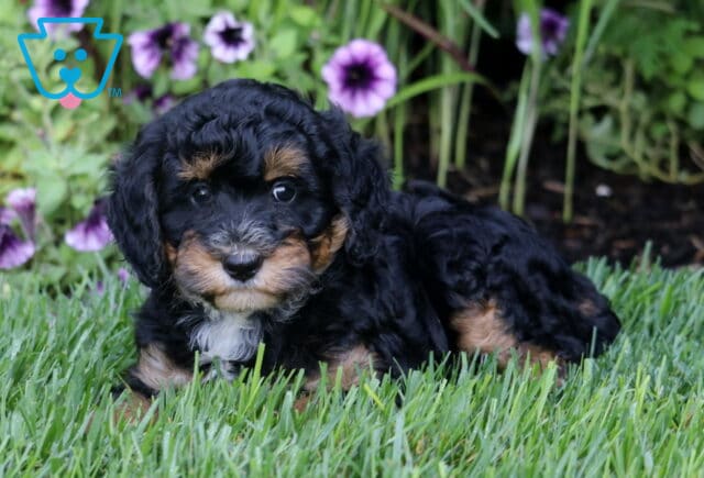 Mika Mini Bernedoodle2 image