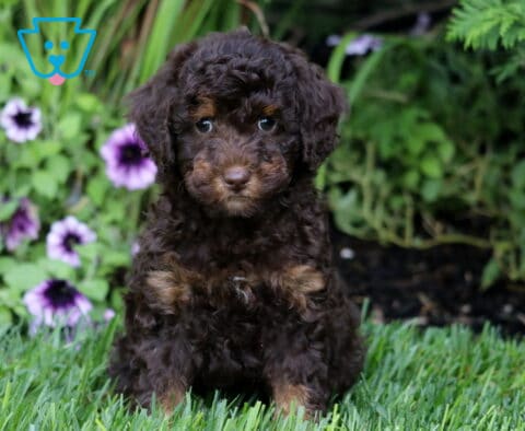 Miles Mini Bernedoodle