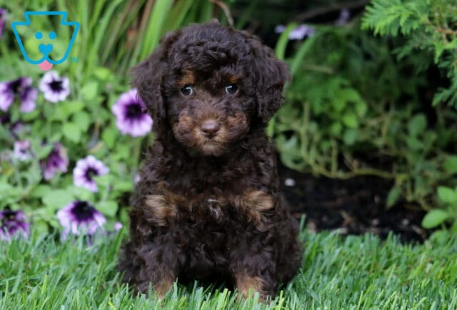 Miles Mini Bernedoodle image