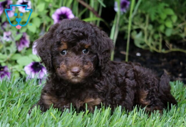 Miles Mini Bernedoodle2 image