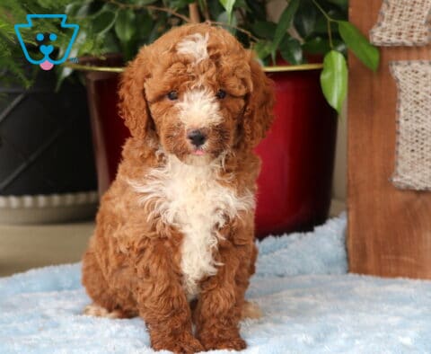 Miles Mini Goldendoodle
