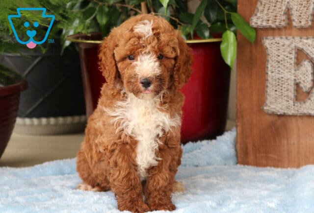 Miles Mini Goldendoodle image