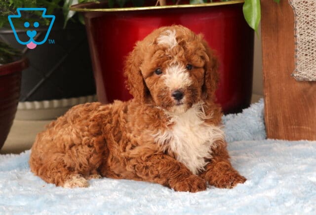 Miles Mini Goldendoodle2 image