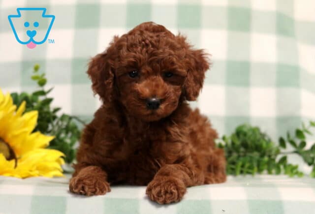 Miles Mini Poodle image