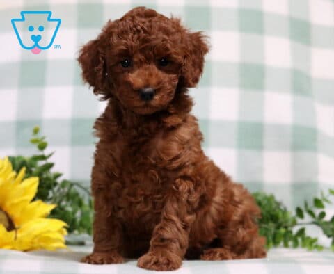 Miles Mini Poodle2