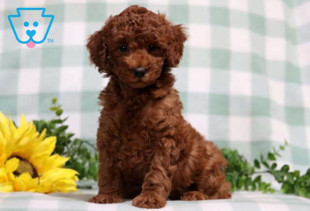 Miles Mini Poodle2 image
