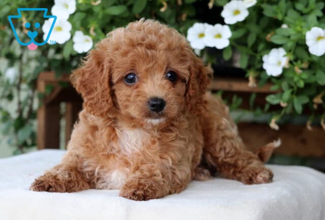 Milly Cavapoo image