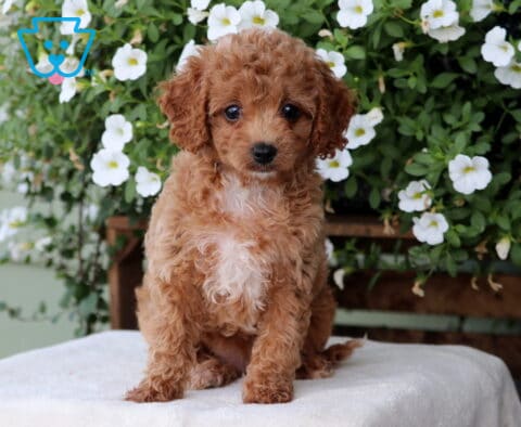 Milly Cavapoo2