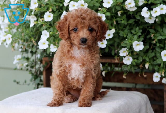 Milly Cavapoo2 image
