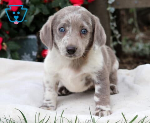 Milly Mini Labradoodle