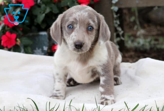Milly Mini Labradoodle image
