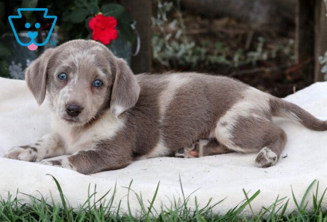 Milly Mini Labradoodle2 image
