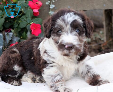 Milton Mini Labradoodle