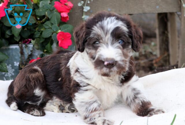 Milton Mini Labradoodle image