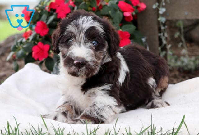 Milton Mini Labradoodle2 image