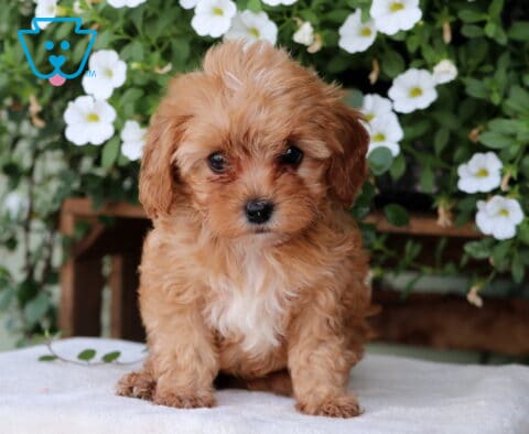 Mindy Cavapoo