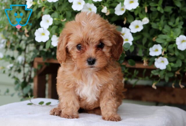 Mindy Cavapoo image