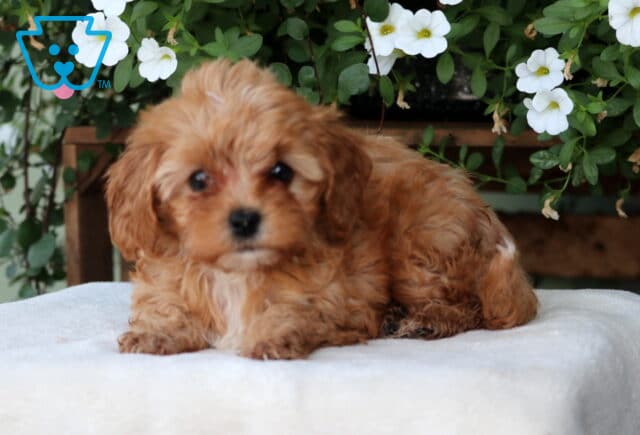 Mindy Cavapoo2 image