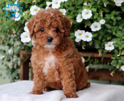Minnie Cavapoo