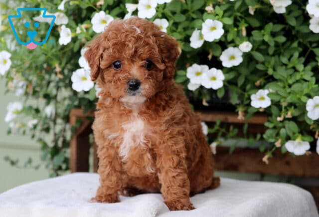 Minnie Cavapoo image