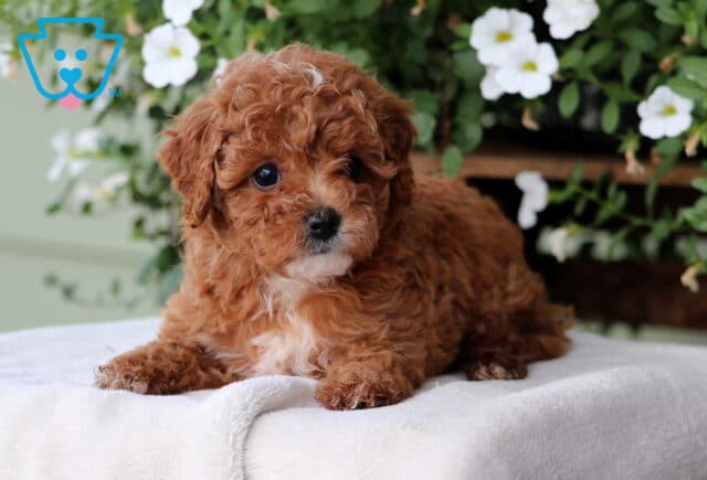 Minnie Cavapoo2 image