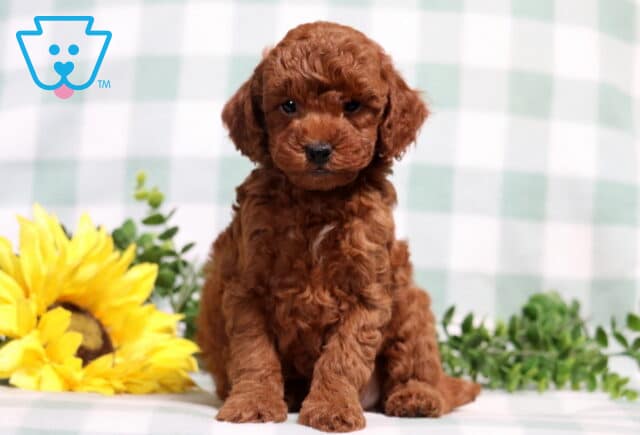 Mitch Mini Poodle image