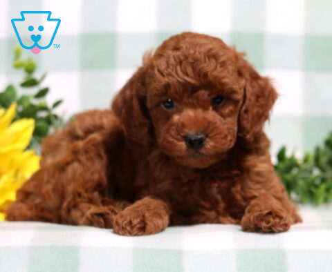 Mitch Mini Poodle2