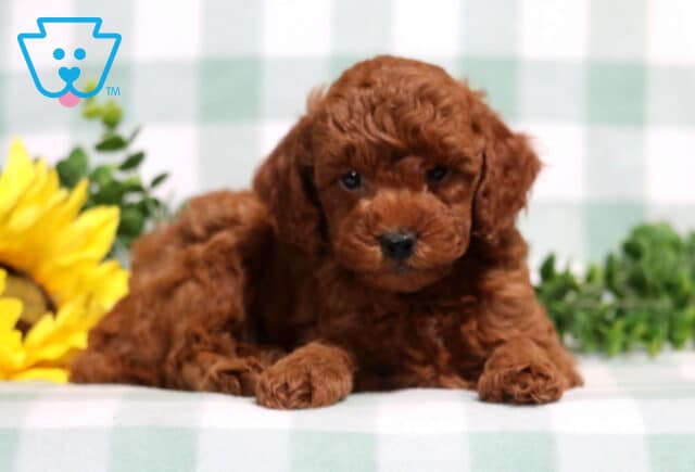 Mitch Mini Poodle2 image