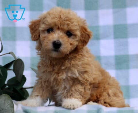 Mitsie Bichpoo