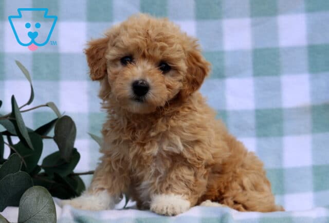 Mitsie Bichpoo image