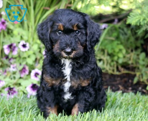Moby Mini Bernedoodle