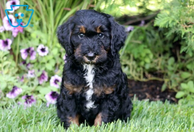 Moby Mini Bernedoodle image