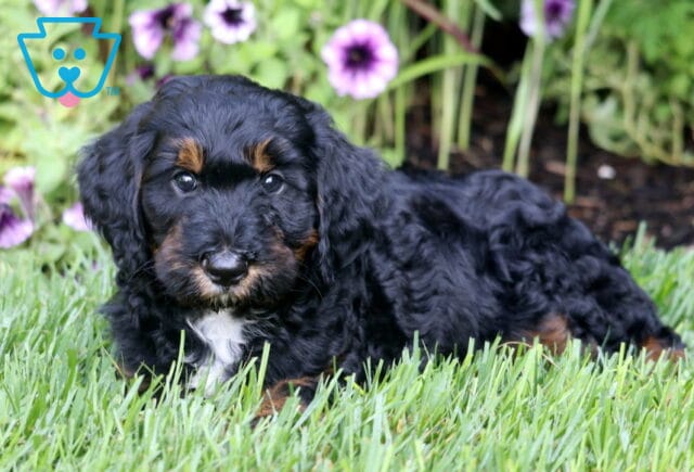 Moby Mini Bernedoodle2 image
