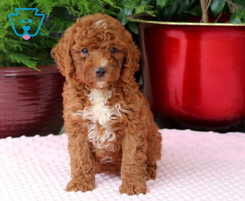 Molly Mini Goldendoodle