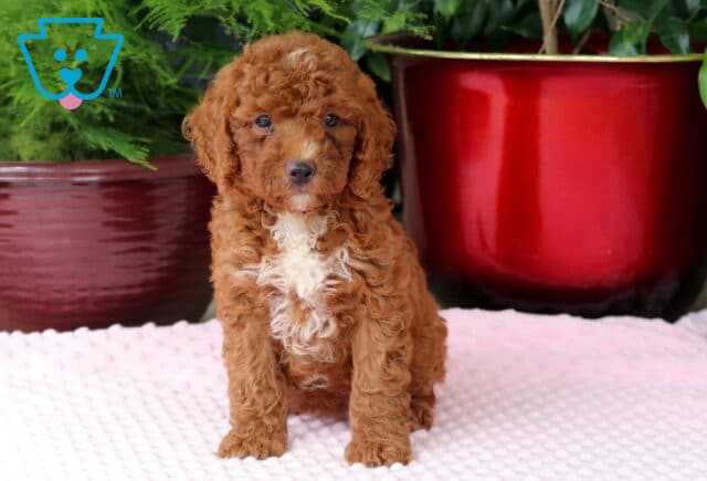 Molly Mini Goldendoodle image