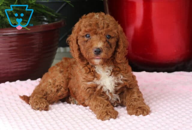 Molly Mini Goldendoodle2 image