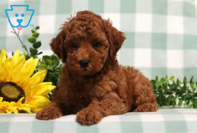 Monty Mini Poodle image