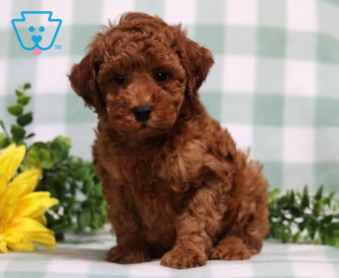 Monty Mini Poodle2